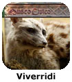 Viverridi